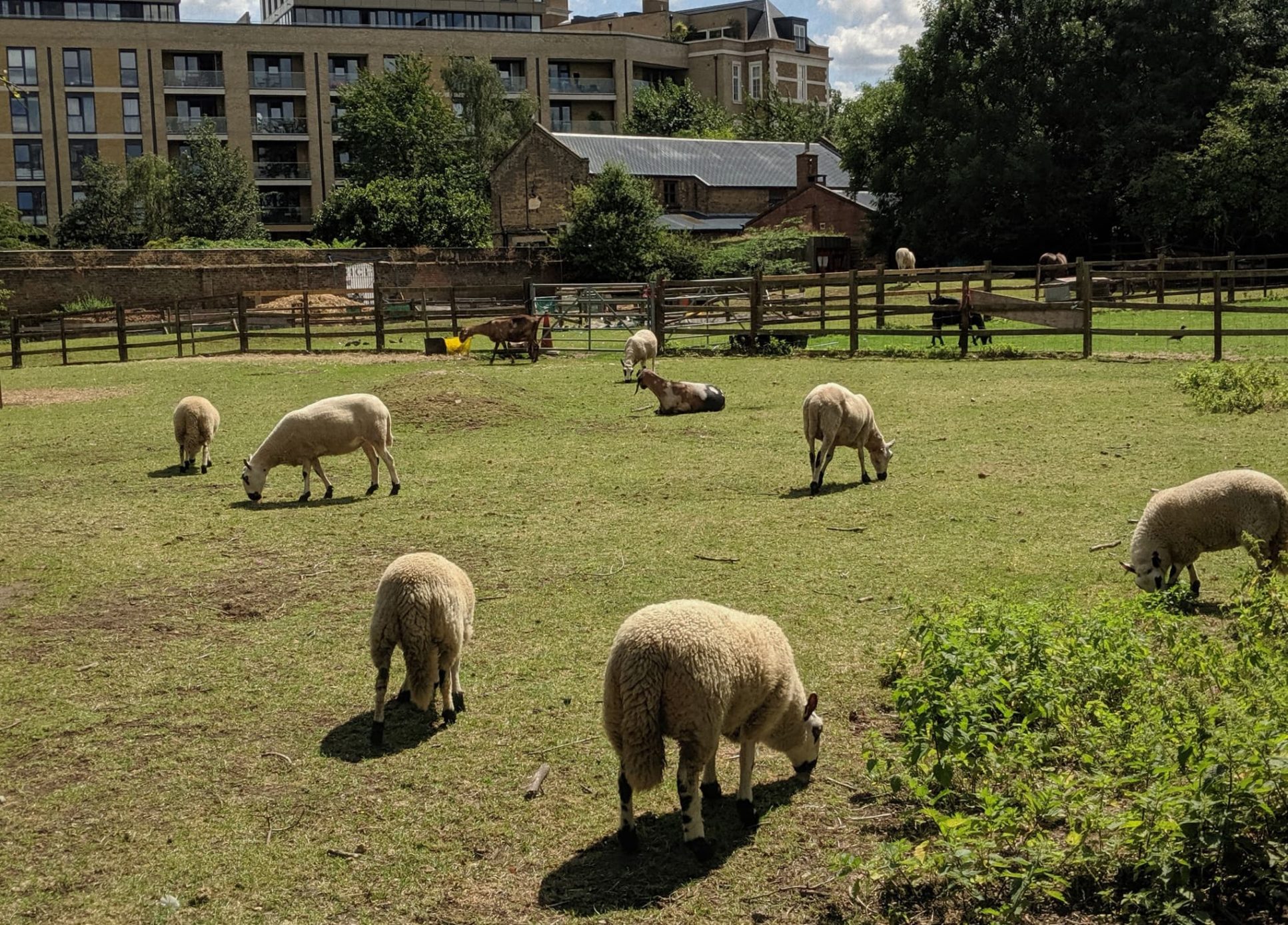 About Hackney City Farm