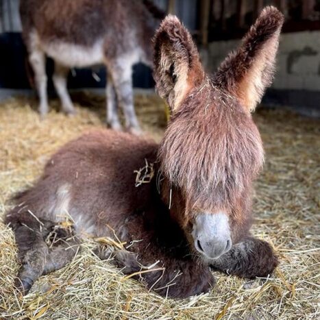 Animals - Hackney City Farm